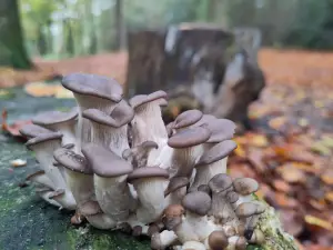 Frans 02 Het is het seizoen